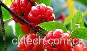 果蔬百科巴西红果的营养价值-0