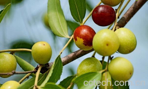 果蔬百科酸枣的功效与作用-0