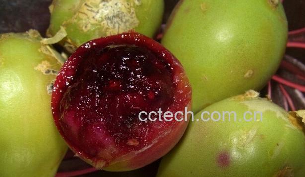 果蔬百科仙人掌果的功效与作用-0