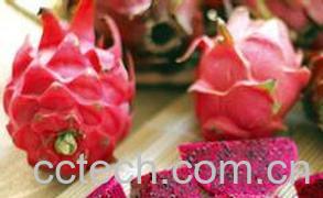 果蔬百科火龙果的营养价值有哪些-0