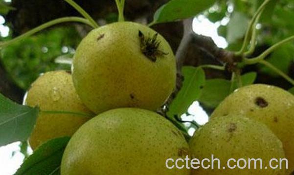 果蔬百科吃酸梨的好处有哪些-0