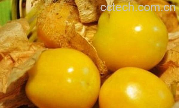 果蔬百科姑娘果的功效与作用-0