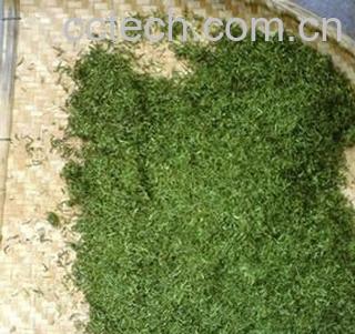 果蔬百科 信阳毛尖的喝法和泡法-0