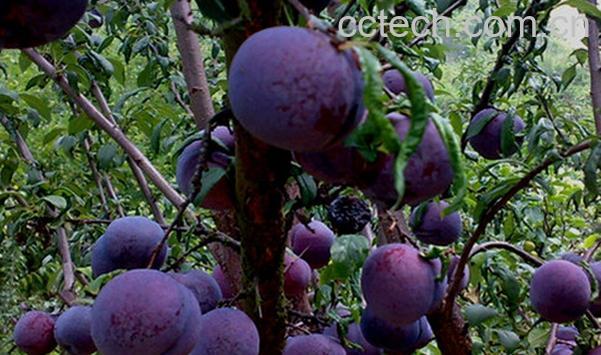 果蔬百科黑布林的营养价值与吃法-0