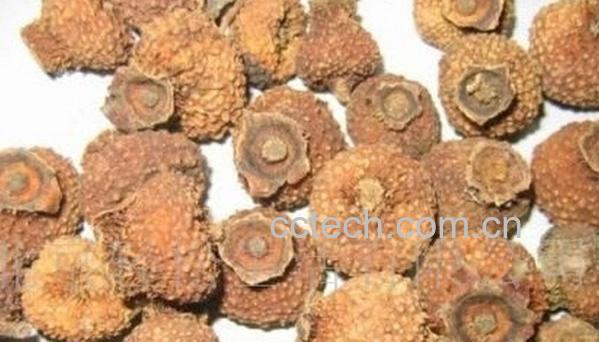 果蔬百科刺梨干泡水喝的功效-0