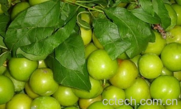 果蔬百科青李子的功效与作用-0