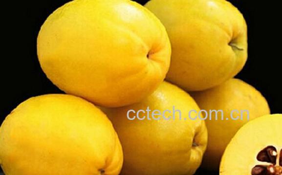 果蔬百科酸木瓜的功效与作用-0