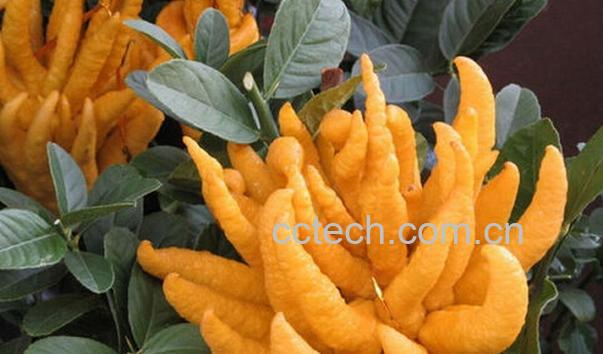 果蔬百科佛手柑的功效与作用-0