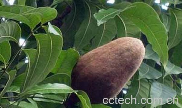 果蔬百科向天果的功效与作用-0