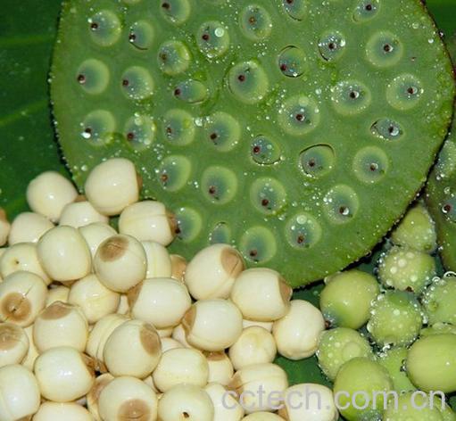 果蔬百科莲子的功效与作用-0