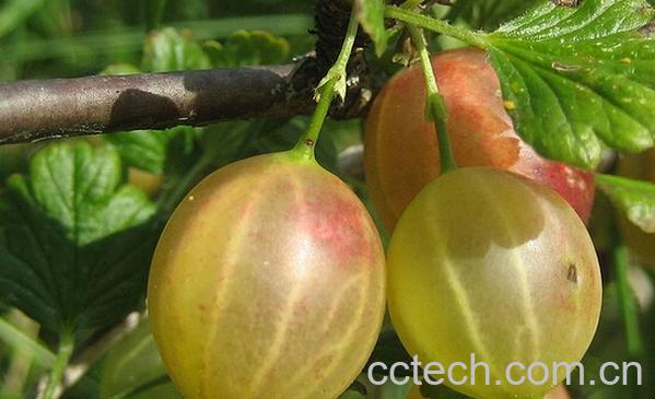 果蔬百科醋栗的功效与作用-0