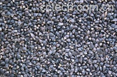 果蔬百科黑苦荞茶的产地-0