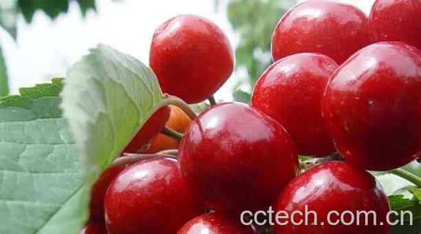 果蔬百科车厘子的吃法大全-0