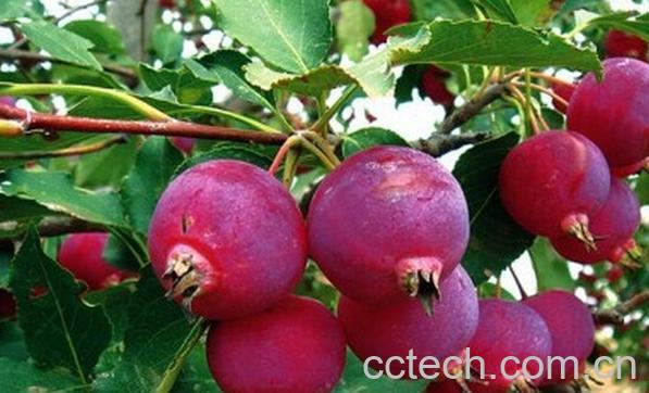 果蔬百科海红果的功效与作用-0