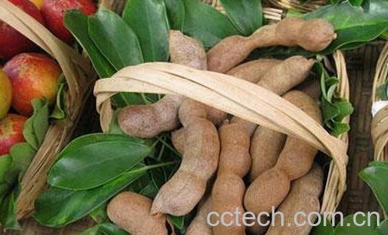 果蔬百科酸角的功效与作用-0