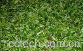 果蔬百科普洱茶的副作用 -0