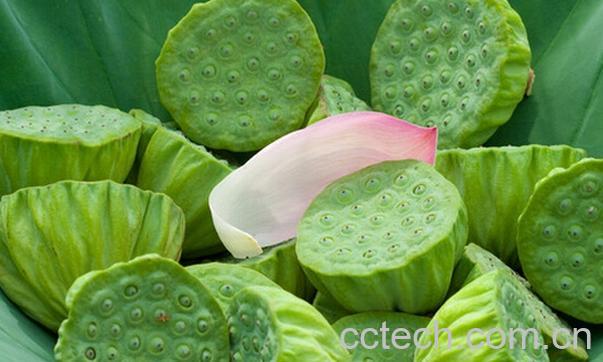 果蔬百科莲蓬怎么吃-0