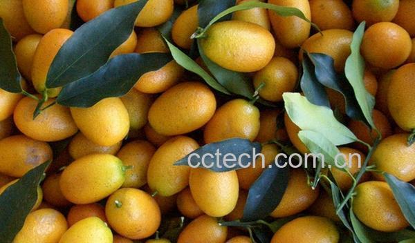 果蔬百科金枣的功效与作用-0