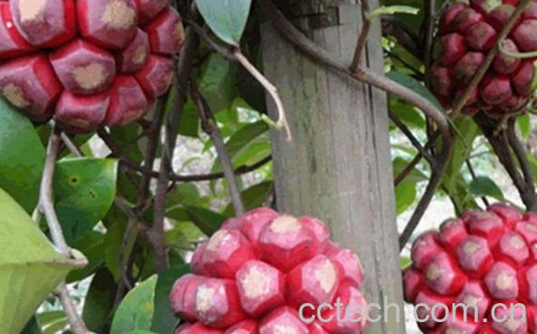 果蔬百科布福娜的功效与作用-0