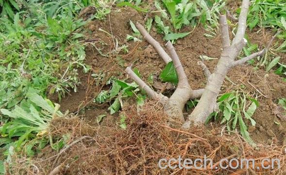 果蔬百科无花果根的功效与作用-0