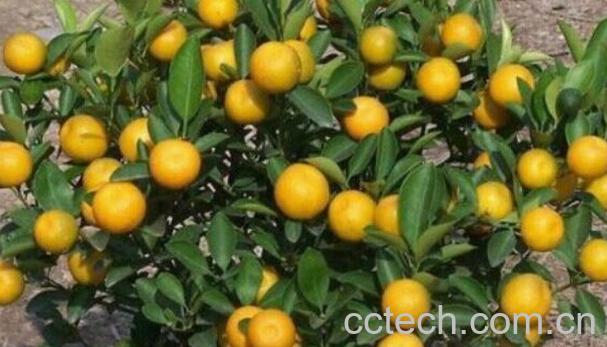 果蔬百科四季桔的功效与作用-0