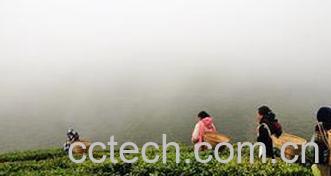 果蔬百科印度大吉岭茶简介和功效作用-0