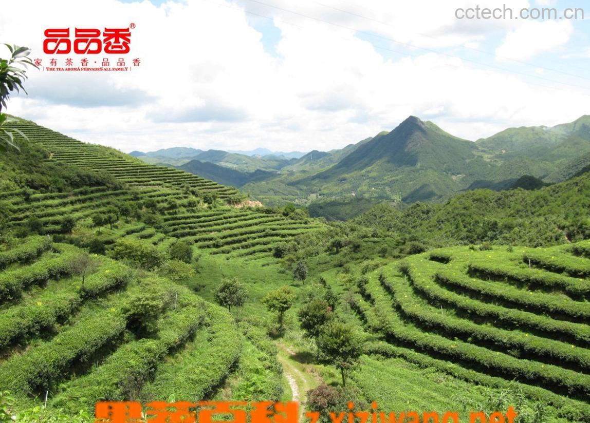 果蔬百科福鼎白茶的生长条件-0