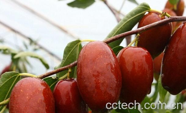 果蔬百科女人吃枣的好处有哪些-0