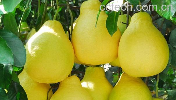 果蔬百科柚子能让你远离疾病-0