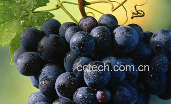 果蔬百科吃黑加仑的好处-0