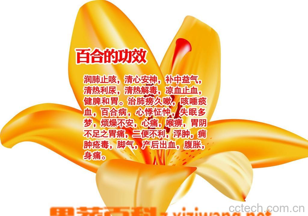 果蔬百科百合花茶-0