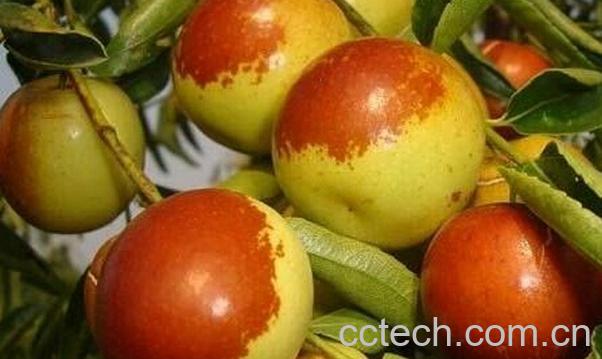 果蔬百科冬枣的功效与作用-0