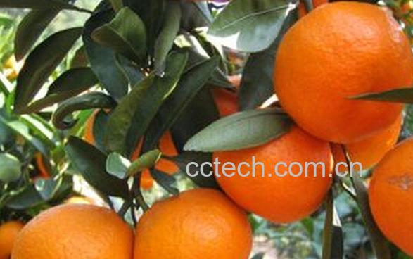 果蔬百科吃什么水果防秋燥-0