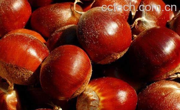 果蔬百科板栗的营养价值-0