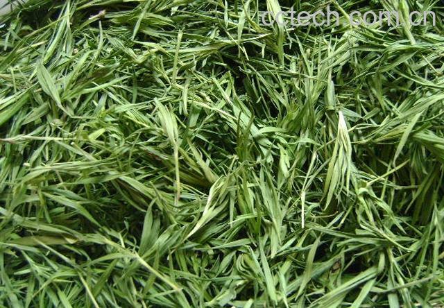 果蔬百科竹叶青茶-0