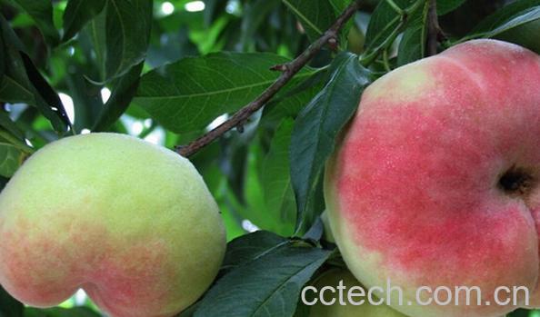 果蔬百科盘桃的功效与作用-0