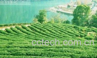 果蔬百科青茶的种类-0