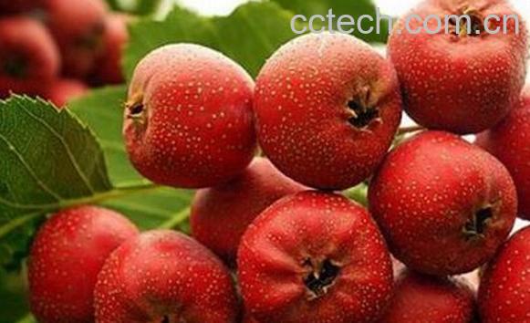 果蔬百科山楂的营养价值与功效-0