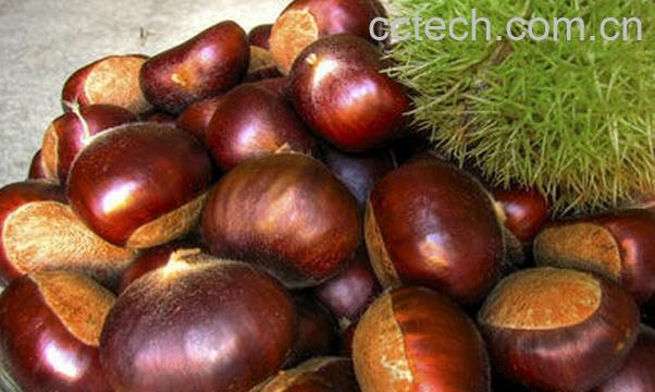 果蔬百科板栗的营养价值与功效-0