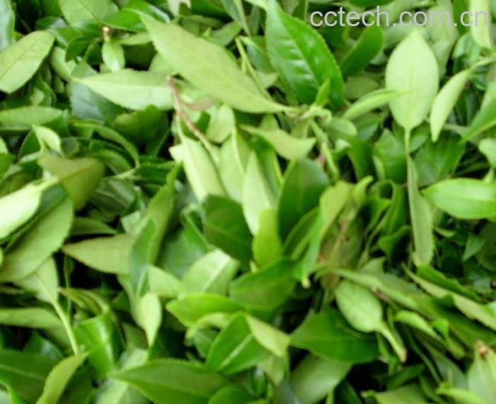 果蔬百科茶叶-0