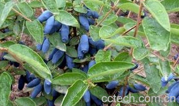 果蔬百科蓝靛果的功效与作用-0