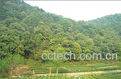 果蔬百科龙井茶产地-0