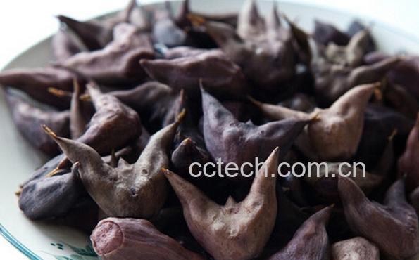 果蔬百科菱角的功效与作用-0