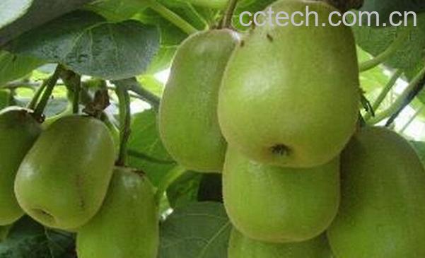 果蔬百科减肥果的功效与作用-0