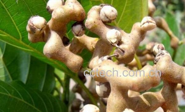 果蔬百科拐枣的营养价值-0