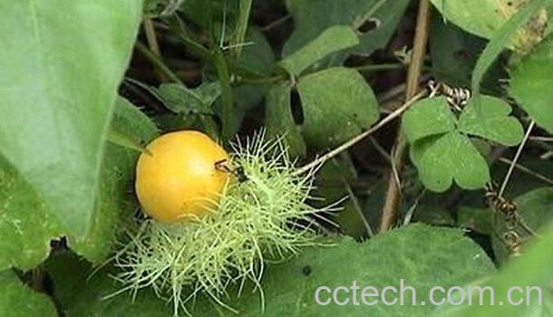 果蔬百科龙珠果的功效与作用-0