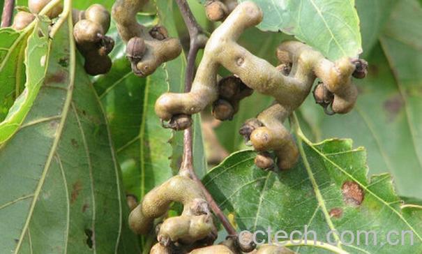 果蔬百科拐枣的功效与作用-0