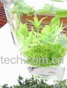 果蔬百科苦丁茶能治口臭吗-0