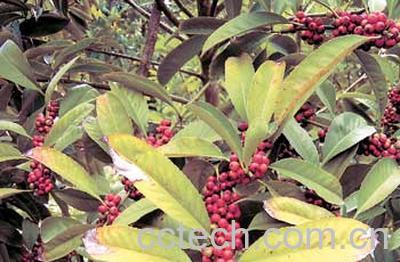 果蔬百科苦丁茶-0