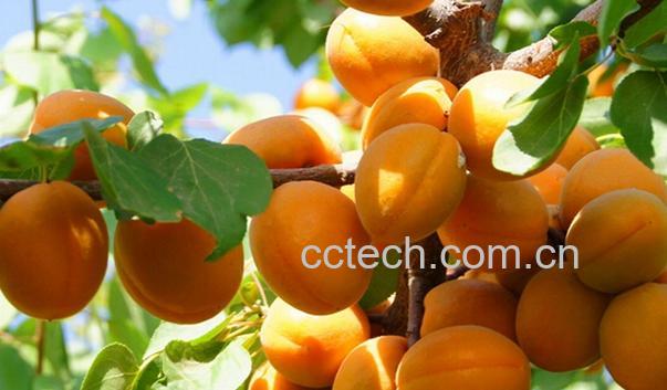 果蔬百科杏的功效与作用-0